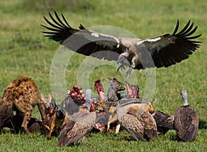 Predatory bird flies to prey. Kenya. Tanzania. Safari.