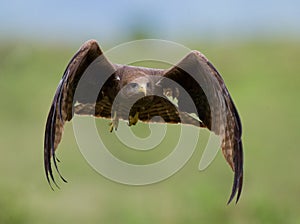 Predatory bird in flight. Kenya. Tanzania. Safari.