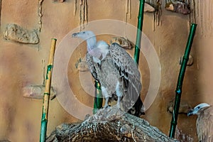 Predatory bird gyps in captivity