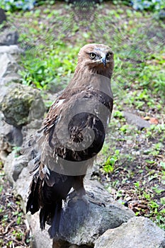 Predatory bird hawk sits on stone