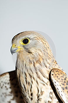 Predatory bird. Portrait of a falcon close-up.