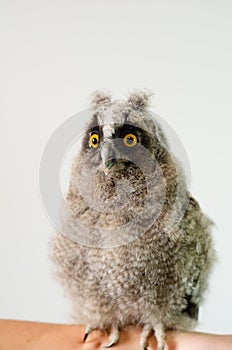 Predatory bird, portrait of an owl, closeup.