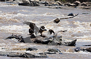 Predatory bird sitting on a rock near the river. Kenya. Tanzania. Safari. East Africa.