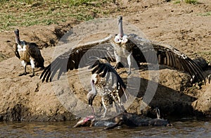 Predatory bird sitting on a rock near the river. Kenya. Tanzania. Safari. East Africa.