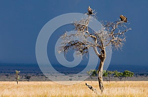 Predatory bird is sitting on a tree. Kenya. Tanzania.