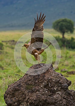 Predatory bird takes off from the ground. Kenya. Tanzania.