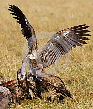 Predatory birds eat the prey in the savannah. Kenya. Tanzania.