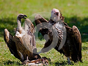 Predatory birds are fighting with each other for the prey. Kenya. Tanzania.