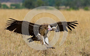 Predatory birds in flight. Kenya. Tanzania.