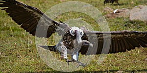 Predatory birds in flight. Kenya. Tanzania.