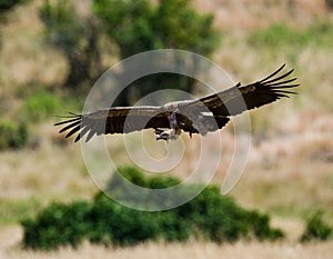 Predatory birds in flight. Kenya. Tanzania.