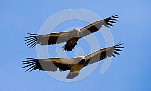 Predatory birds are flight. Kenya. Tanzania. Safari.