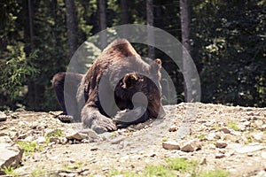 Predatory brown grizzly bear in the wild world