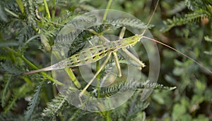 Predatory bush cricket