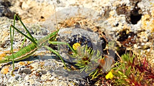 Predatory bush cricket, or the spiked magician Saga pedo, Orthoptera, largest endangered grasshopper in Europe, Red Book