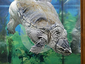 A predatory Caiman turtle dived into the clear water of the aquarium upside down against a background of green algae.