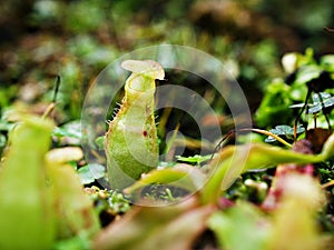 Predatory Carnivorous monkey cups plant, tropical pitcher plants ,Nepenthes mirabilis photo