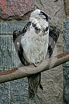 Predatory condor photo