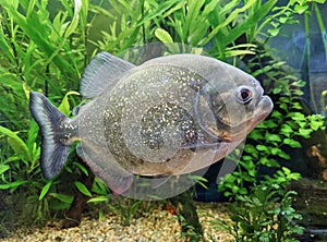 predatory dangerous fish piranha