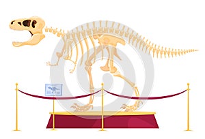 Predatory dinosaur skeleton on a pedestal in the museum. Skeleton of FMD carnivores and herbivores. Archaeological