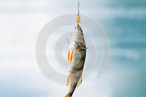 Predatory fish and fishing lure on blue blurred background, close-up