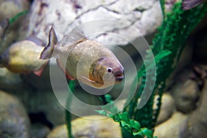 Predatory fish piranha