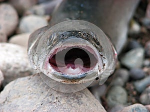 Predatory fish on stones
