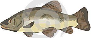 Predatory fish from trophyodes medium size freshwater tinca