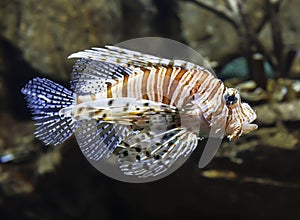 Predatory fish Zebra lionfish in the aquarium