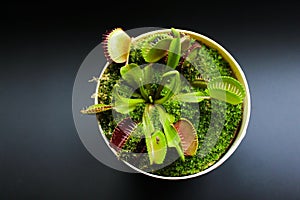 Predatory flower Venus Flytrap in a pot on a black background. Predatory flower Dionaea. Dioanea muscipula. Carnivorous photo