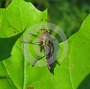 Predatory fly eats