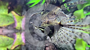 Predatory freshwater butterfly fish.Pantodon buchholzi 5