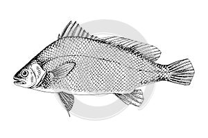 Predatory freshwater drum. Fresh water fish