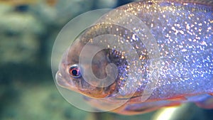 Predatory freshwater piranha fish swimming in the aquarium.