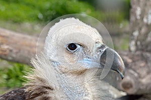 Predatory head of a black vulture close-up