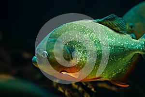 Predatory hungry freshwater red bellied piranha fish swimming in river water in South America jungle. Flock of piranhas