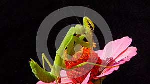 The predatory insect preys on plants. The European mantis Mantis religiosa