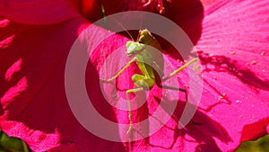 The predatory insect preys on plants. The European mantis Mantis religiosa