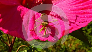 The predatory insect preys on plants. The European mantis Mantis religiosa