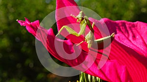 The predatory insect preys on plants. The European mantis Mantis religiosa