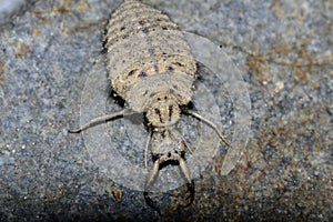 predatory larva of an ant lion