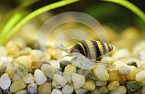 Predatory little aquarium snail Clea helena photo