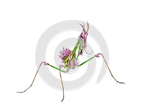 Predatory mantis insect with mimicry coloration