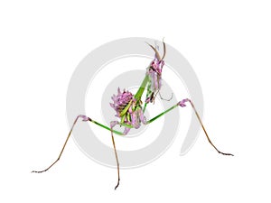 Predatory mantis insect with mimicry coloration photo