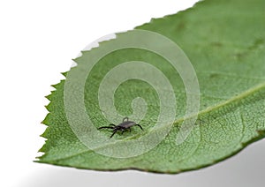 A predatory parasitic tick climbs a leaf of a plant