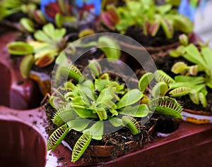 Predatory plant Dionea Venus fly trap at floral market for sale, close-up, selective focus photo