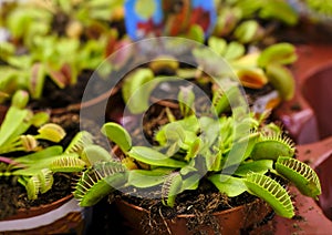 Predatory plant Dionea Venus fly trap at floral market for sale, close-up, selective focus photo