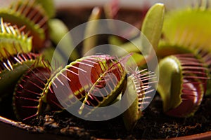 Predatory plant Dionea Venus flytrap close-up