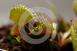 Predatory plant Dionea Venus flytrap close-up