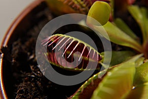 Predatory plant Dionea Venus flytrap close-up
